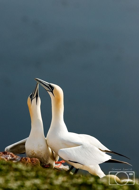 Northern Gannets