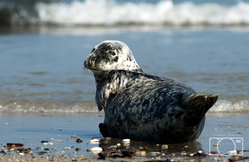 Grey seal