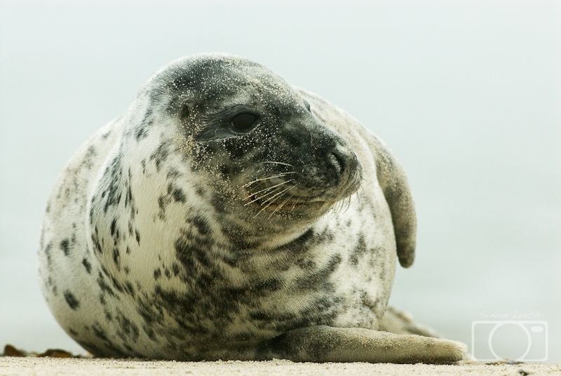 Grey seal