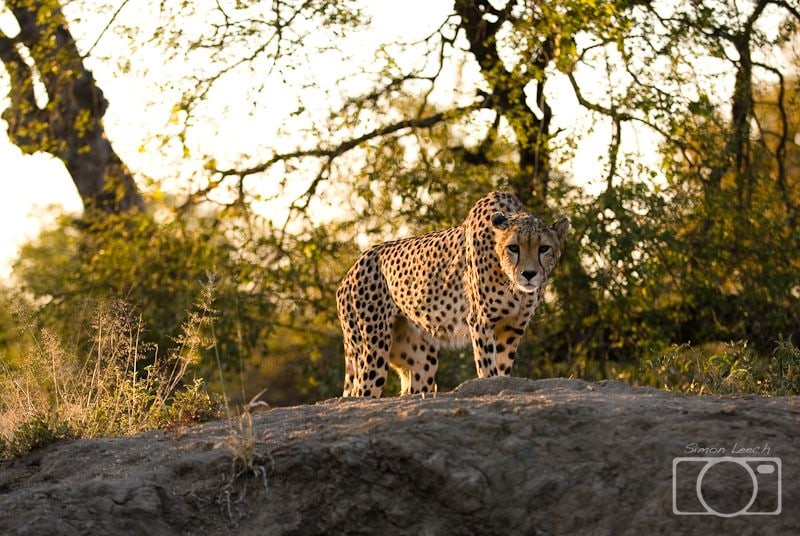 Cheetah