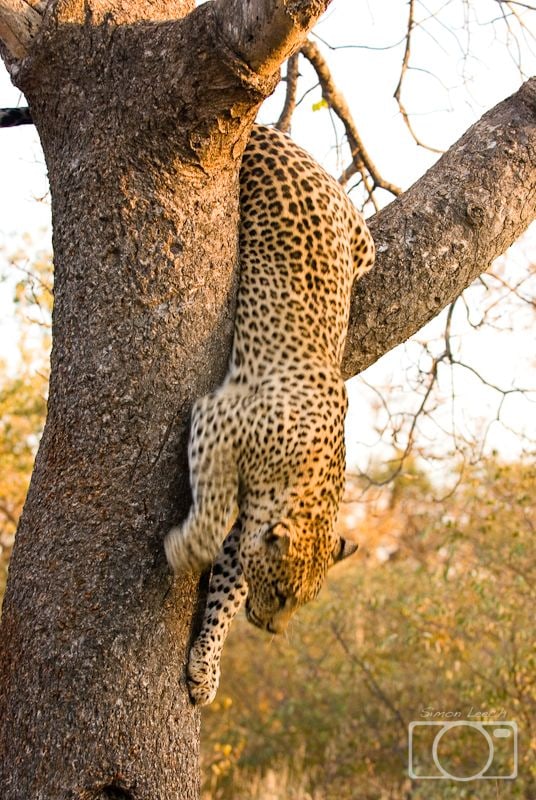 Leopard