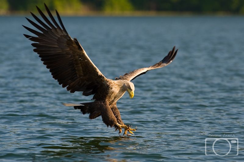 Sea Eagle