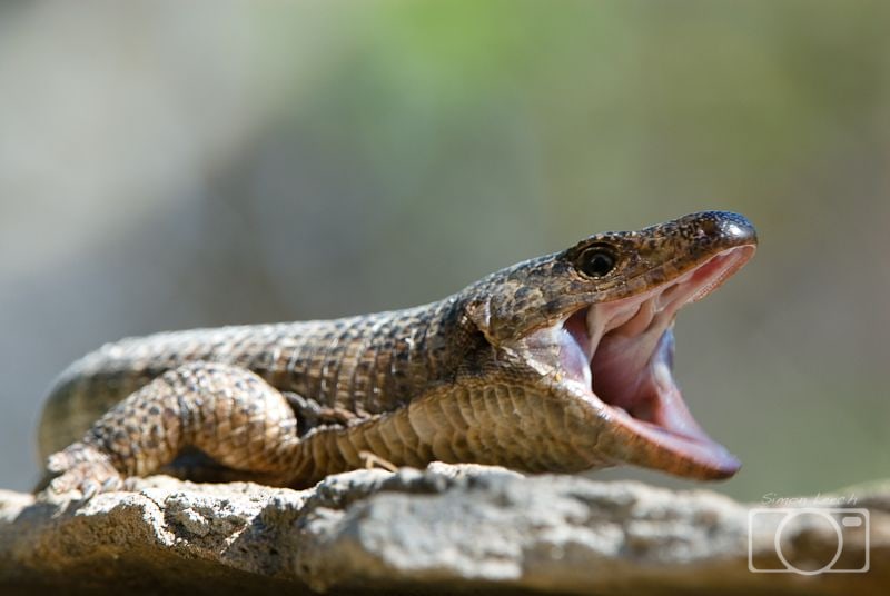 Iguana