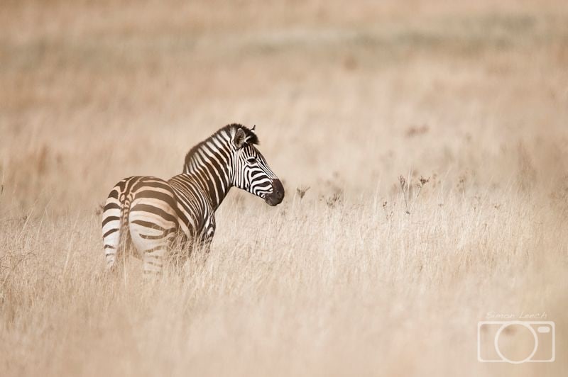 Zebra