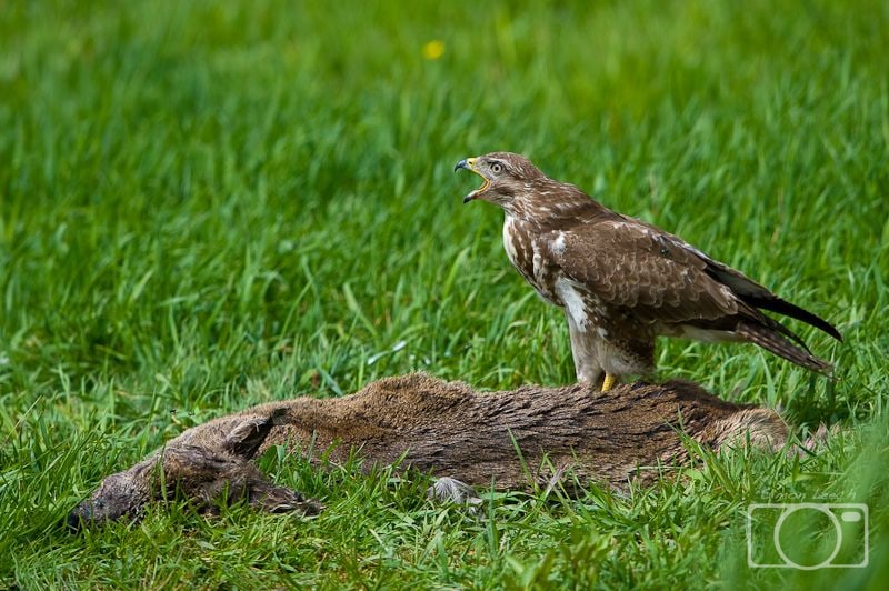 Buzzard