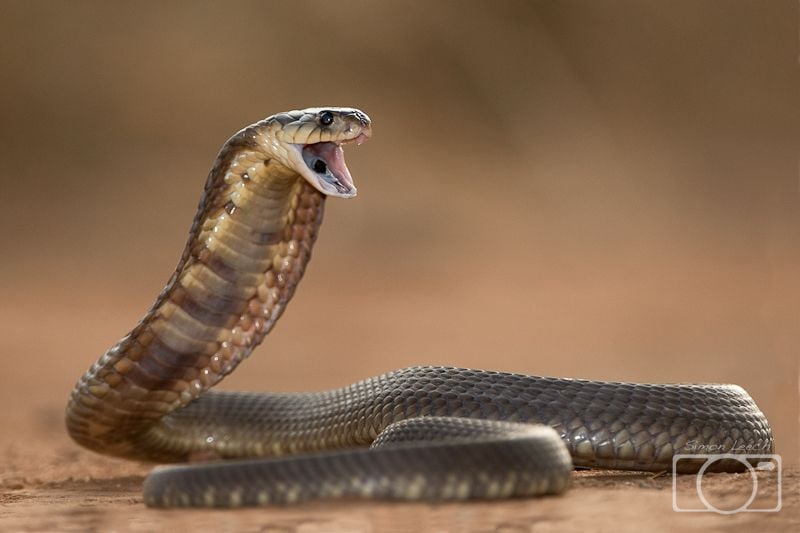 King Cobra