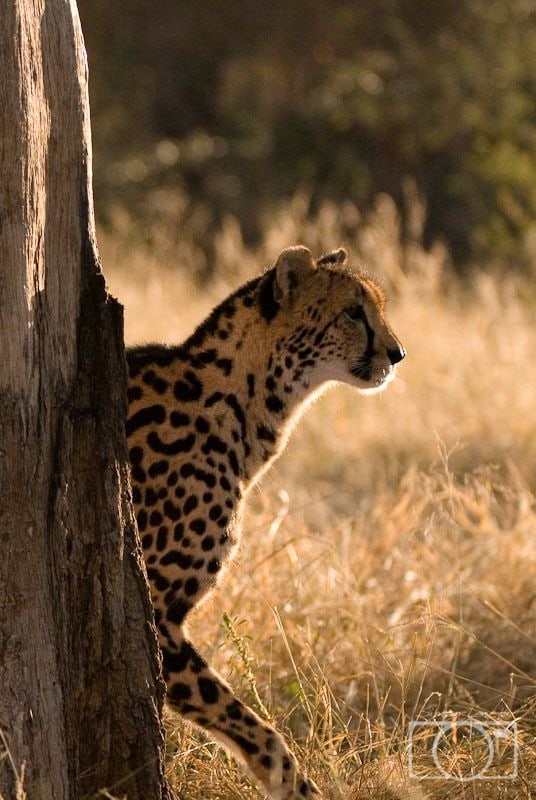 Cheetah