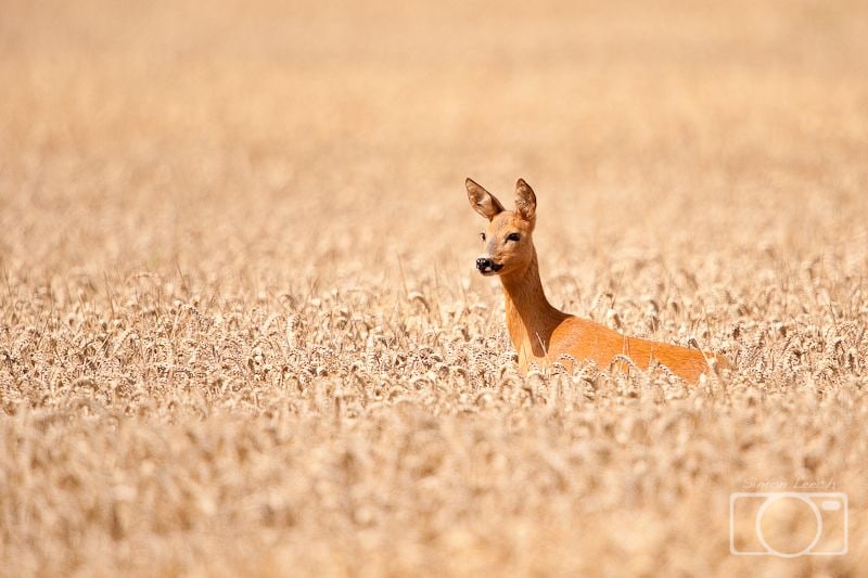 Roe deer