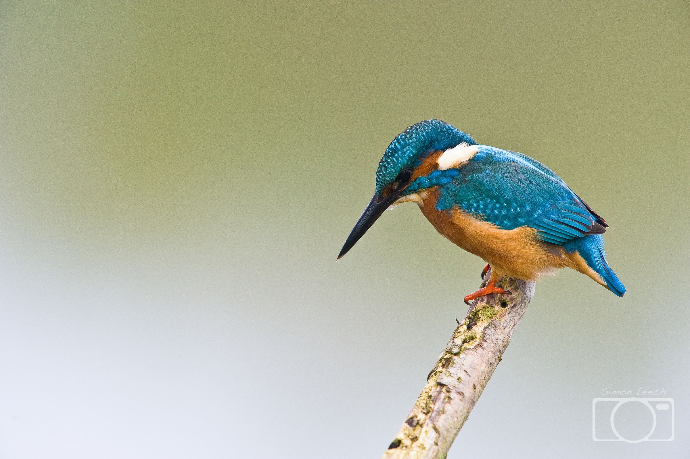 Kingfisher