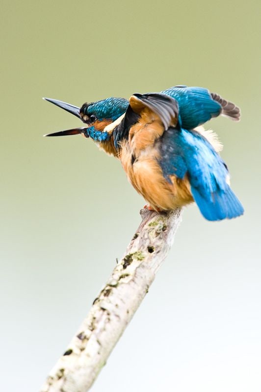 Kingfisher
