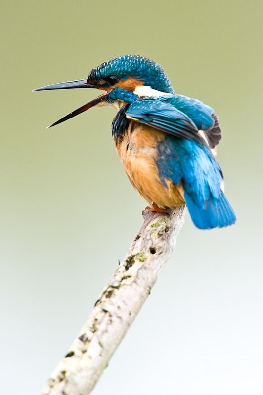 Kingfisher