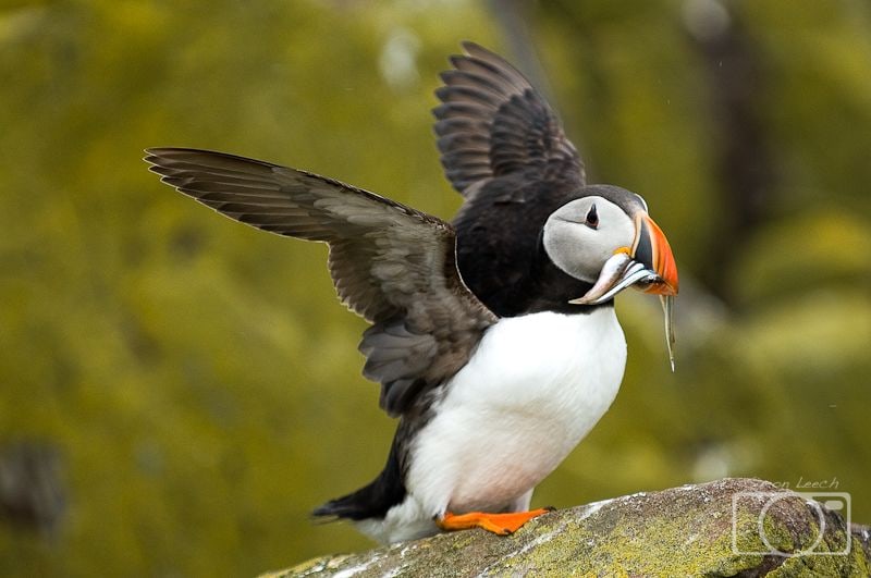Puffin with fish