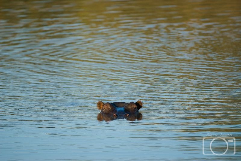 Hippo, submerged