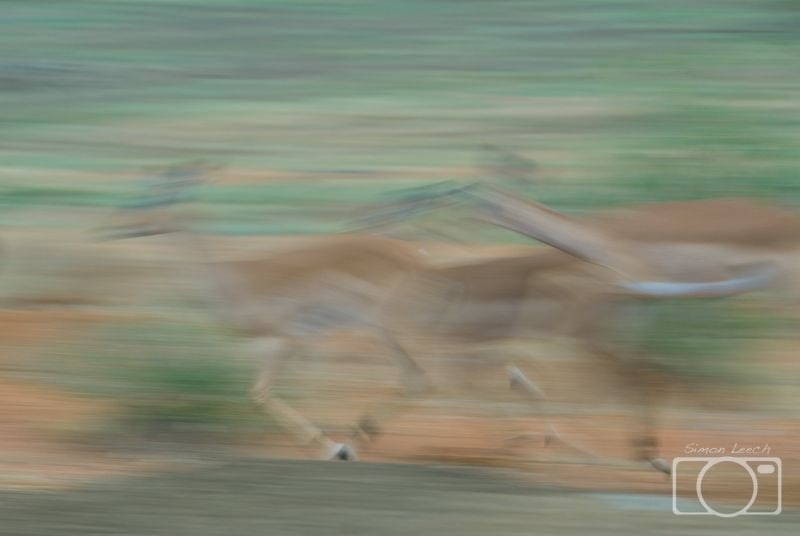 Impala running