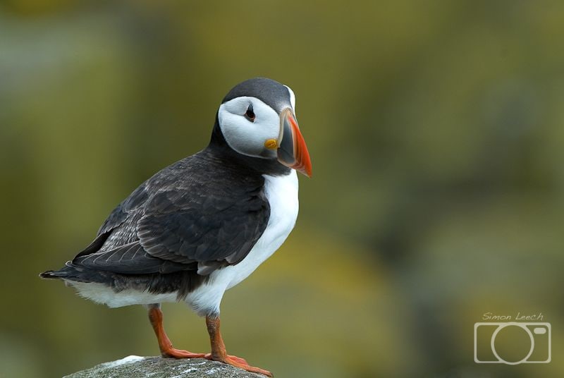 Puffin