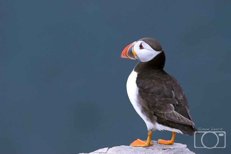 Puffin