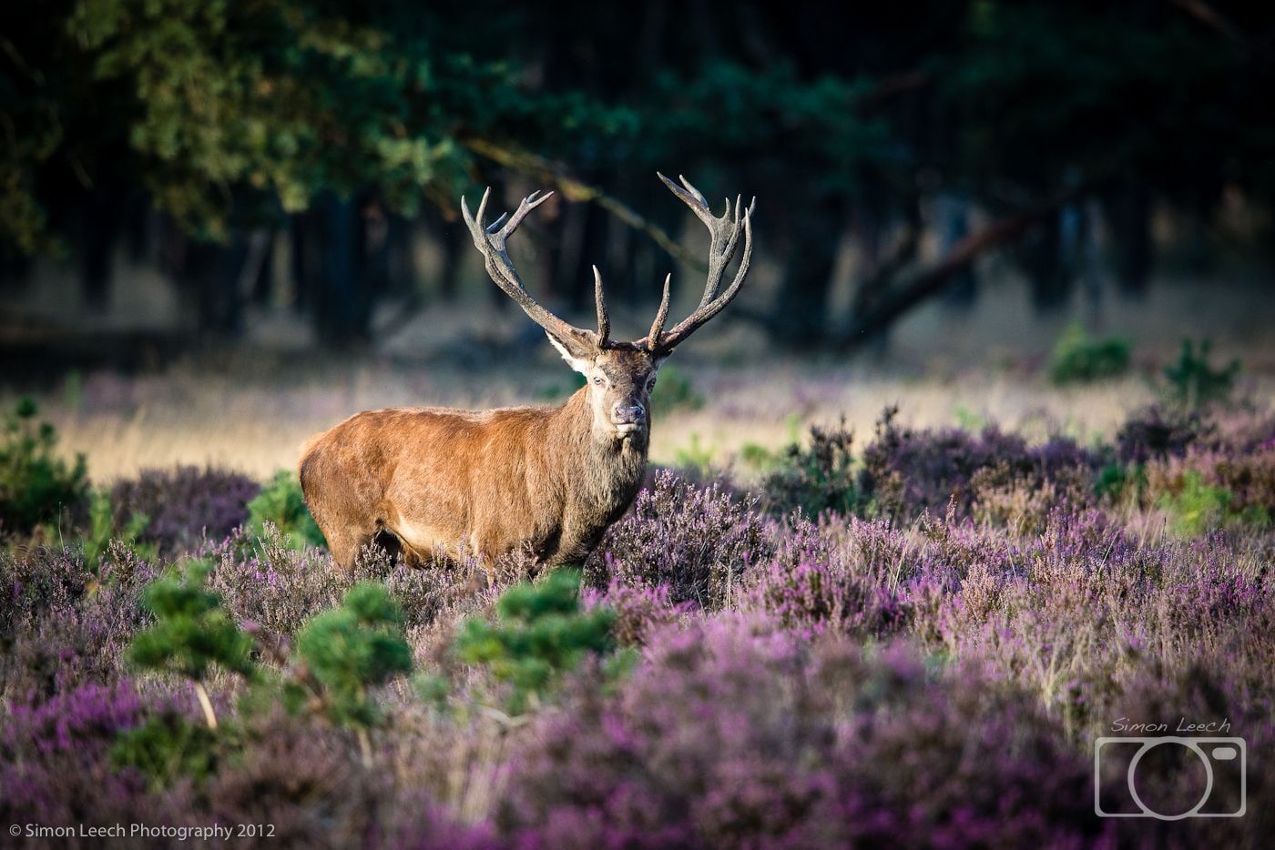 Stag