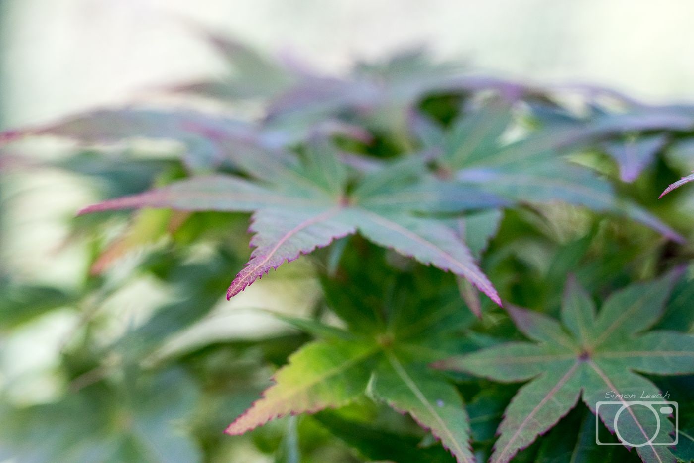 Foliage