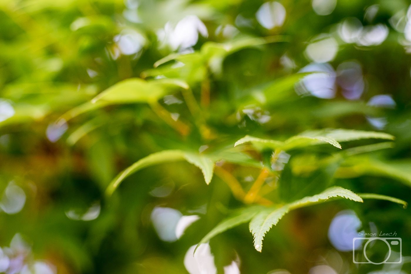 Foliage