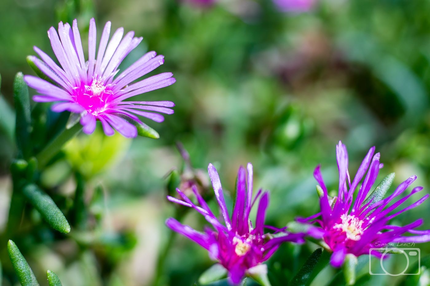 Purple ice plants (Delosperma cooperi)
