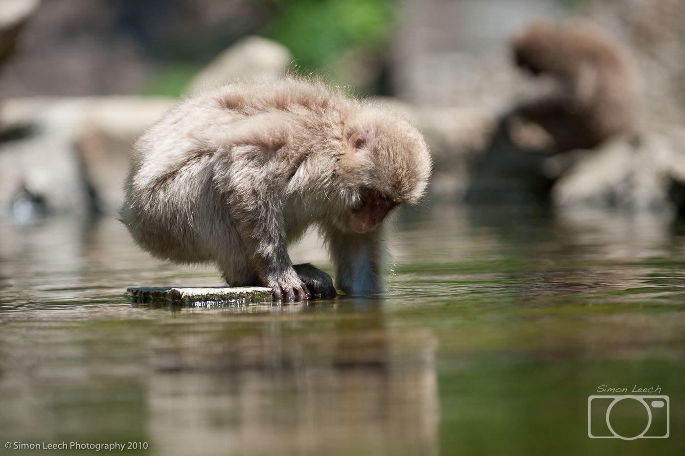 Japanese snow monkey