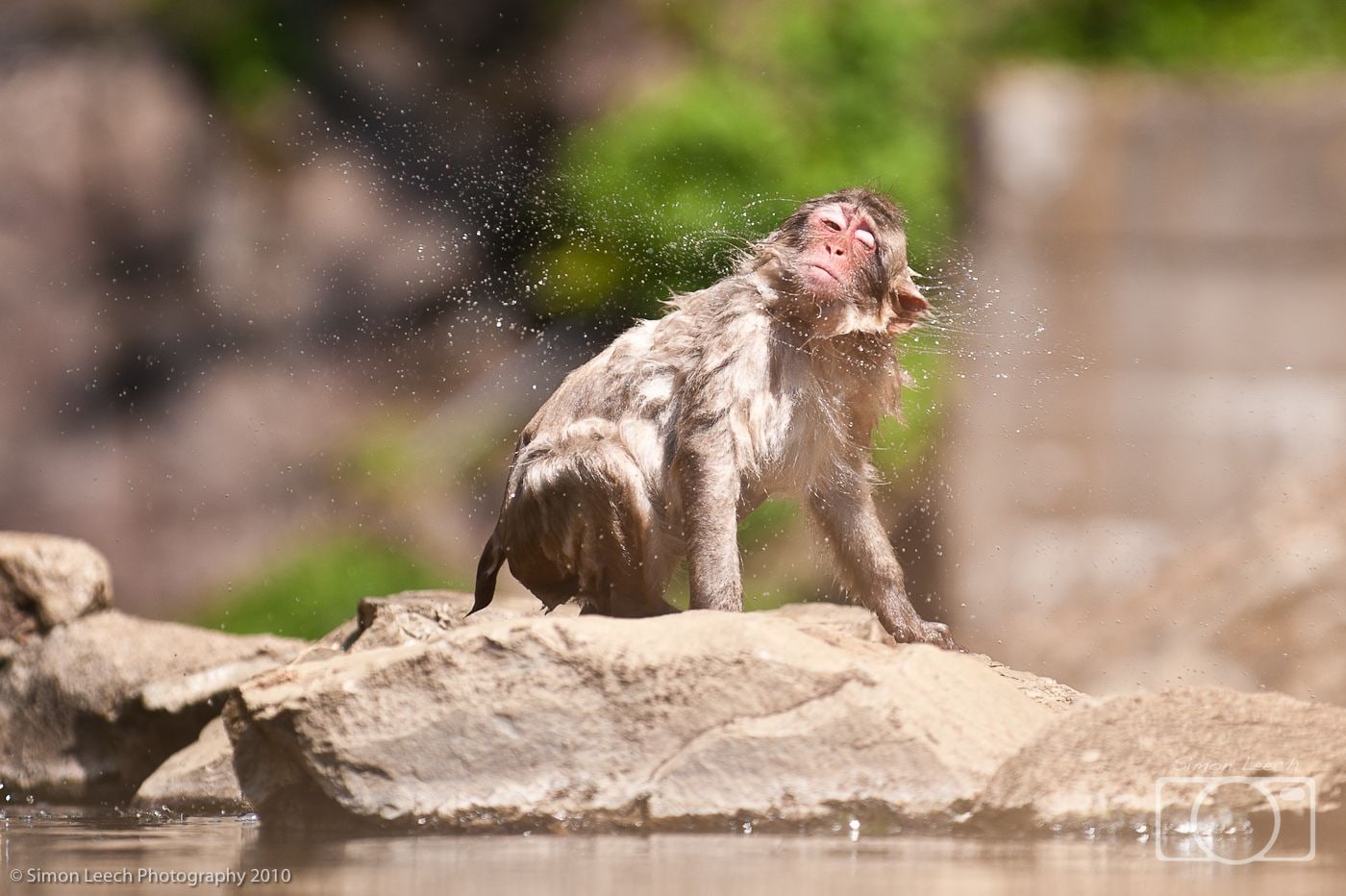 Japanese snow monkey