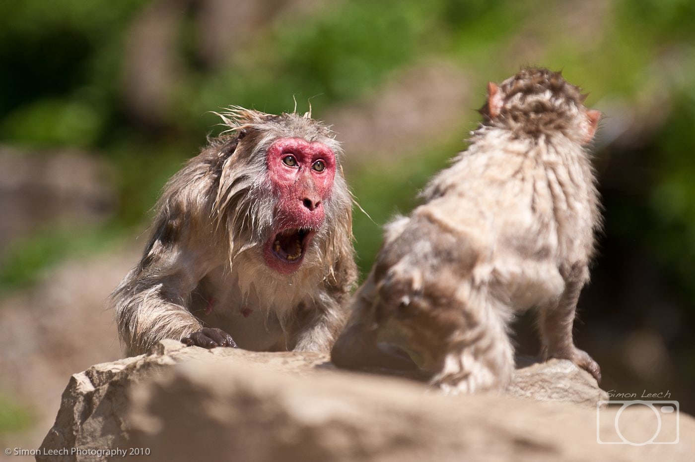 Japanese snow monkey