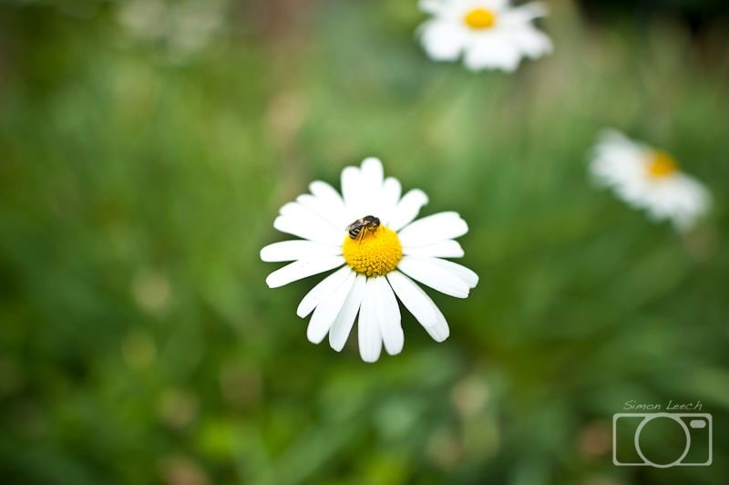 Daisy
