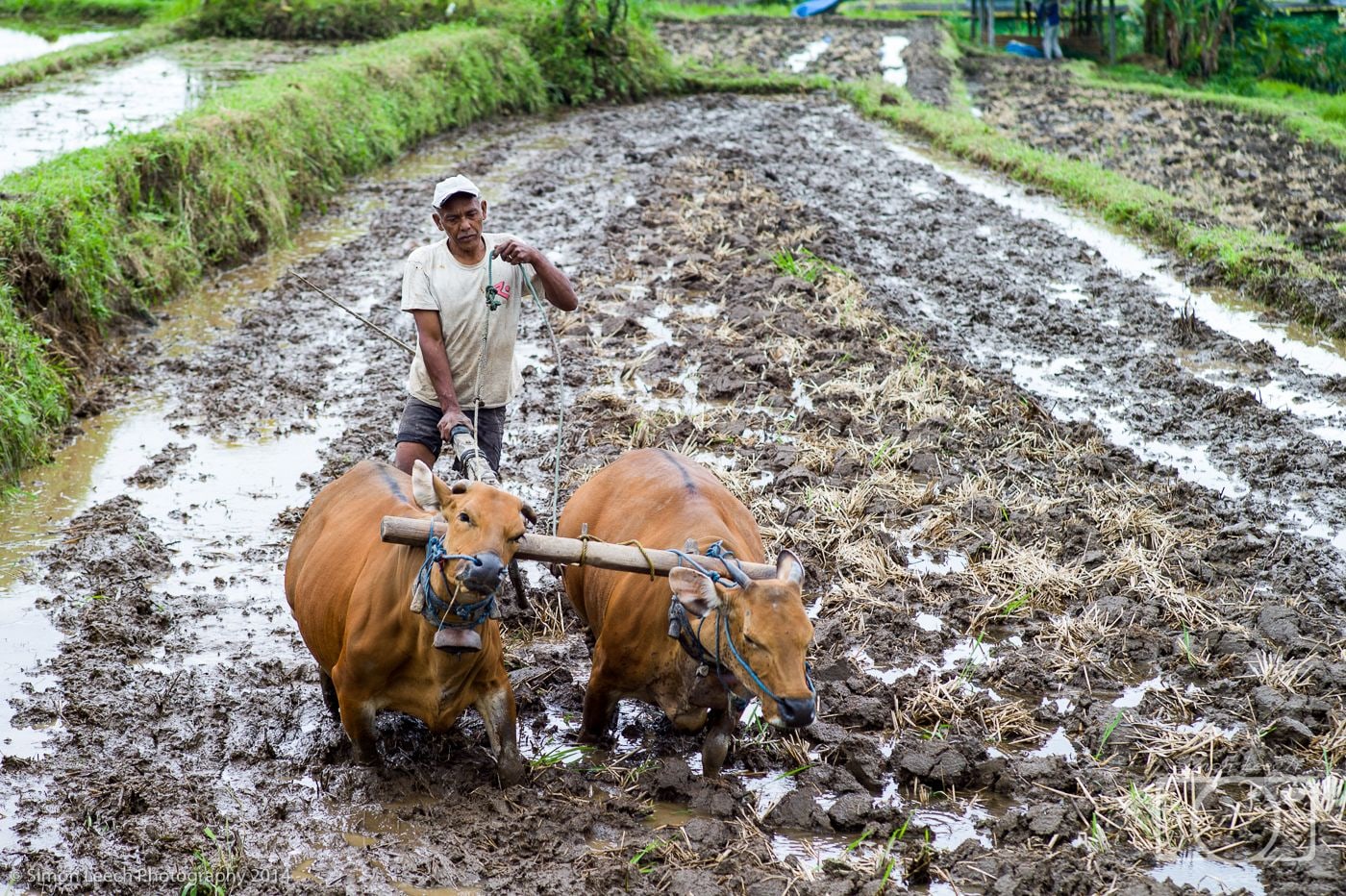 Jatiluwih Rice Fields, Bali: July 2014 (5)
