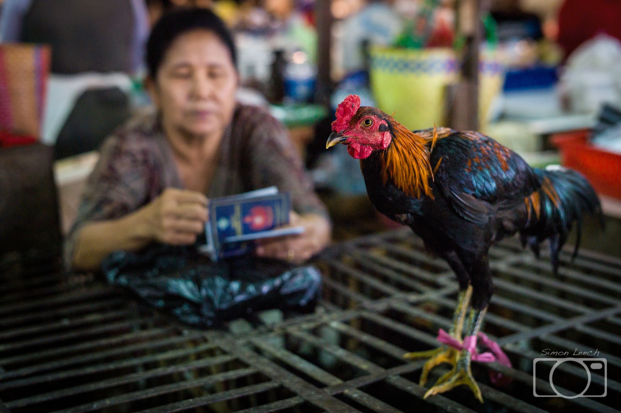 Rooster at market
