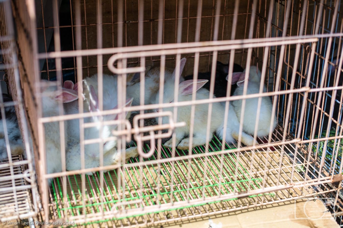 Denpasar Badung Burung (Bird Market), Bali: July 2014 (2)