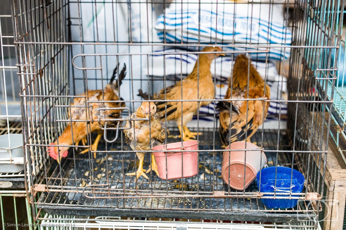 Denpasar Badung Burung (Bird Market), Bali: July 2014 (6)