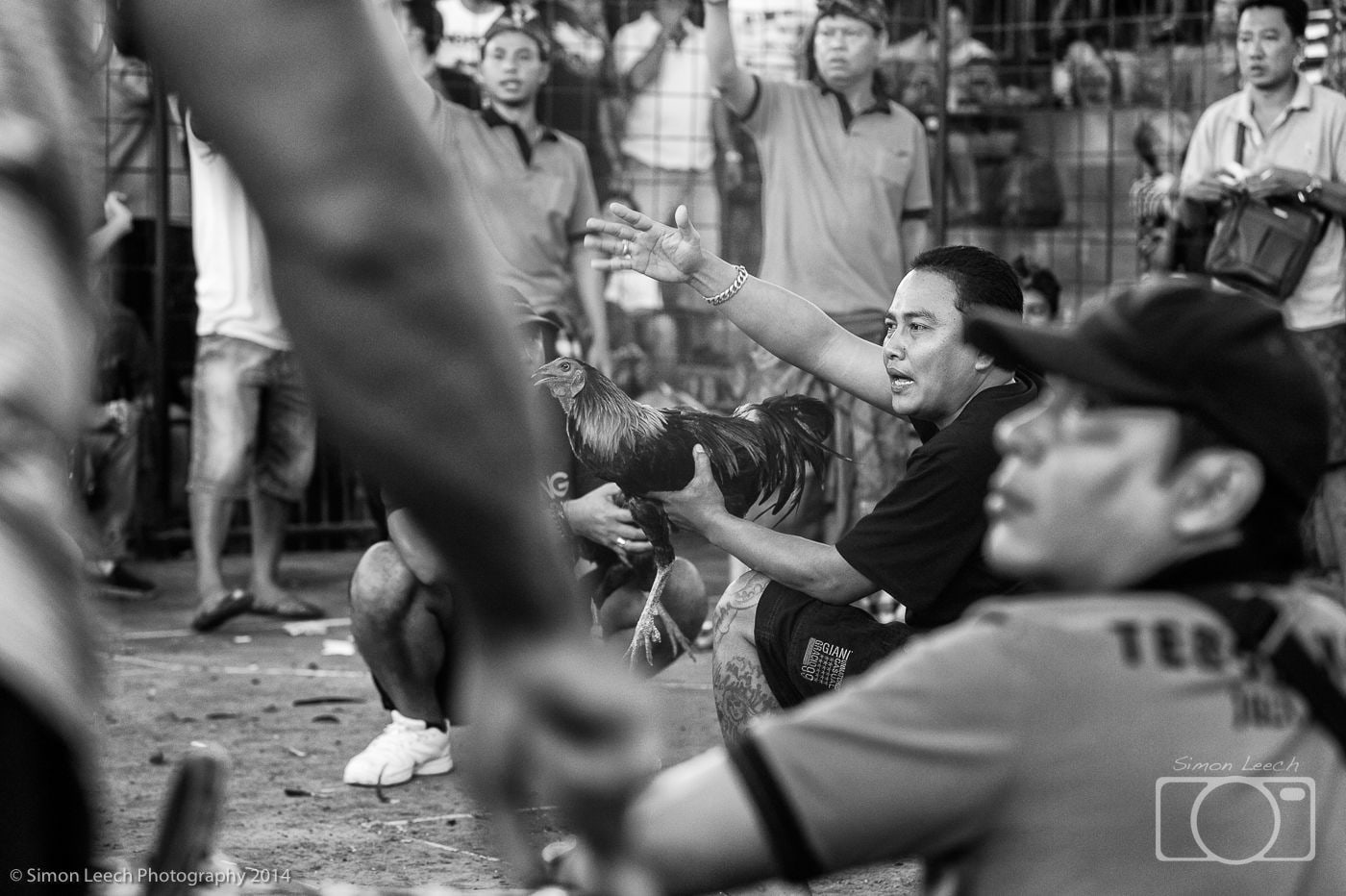 Balinese cock fighting
