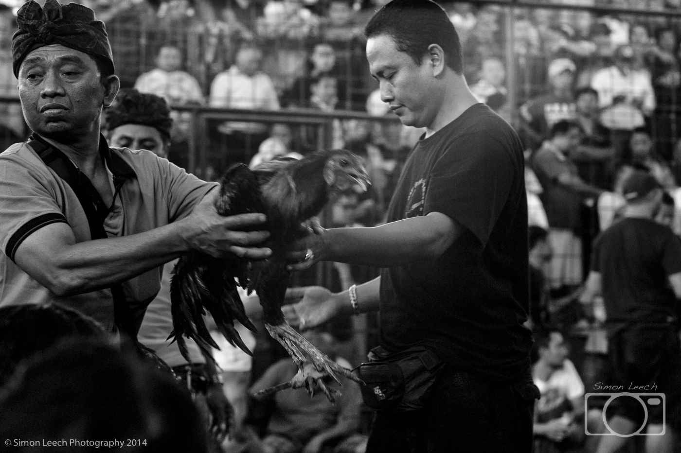Tajen - Cockfighting in Bali: July 2014 (4)