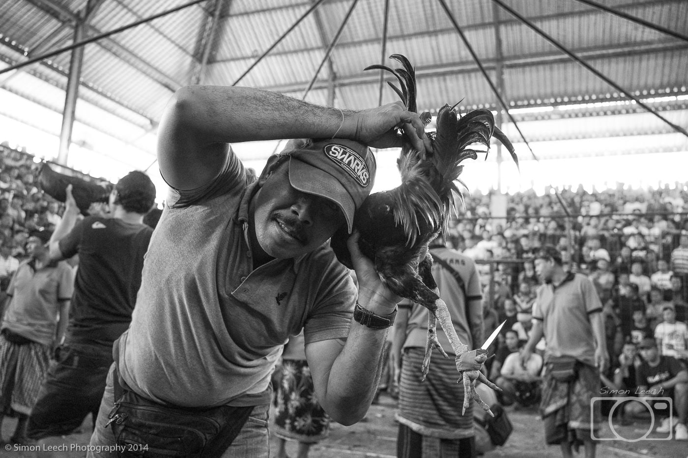 Balinese cock fighting